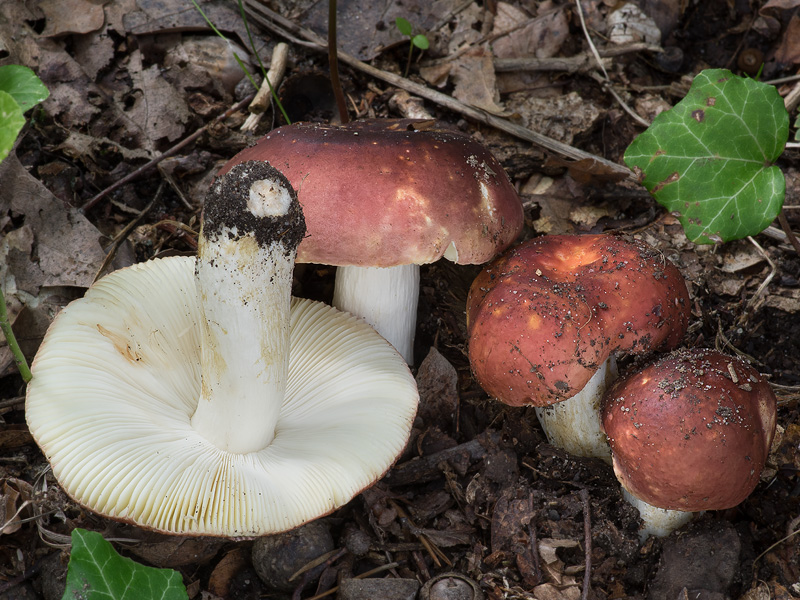 Russula graveolens